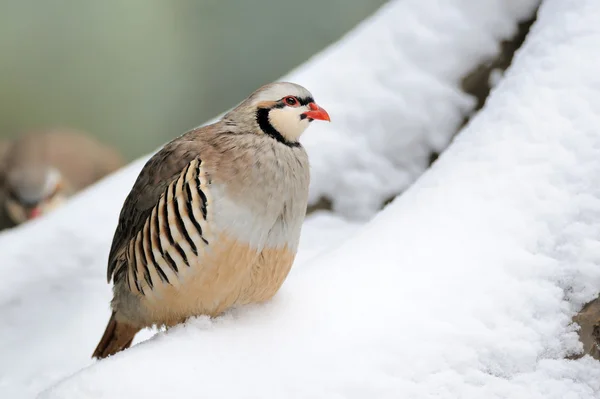 Partridge in winter — Stock Photo, Image