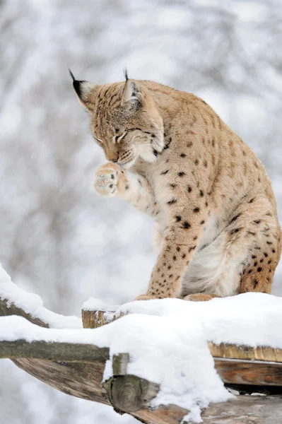 Lynx en hiver — Photo