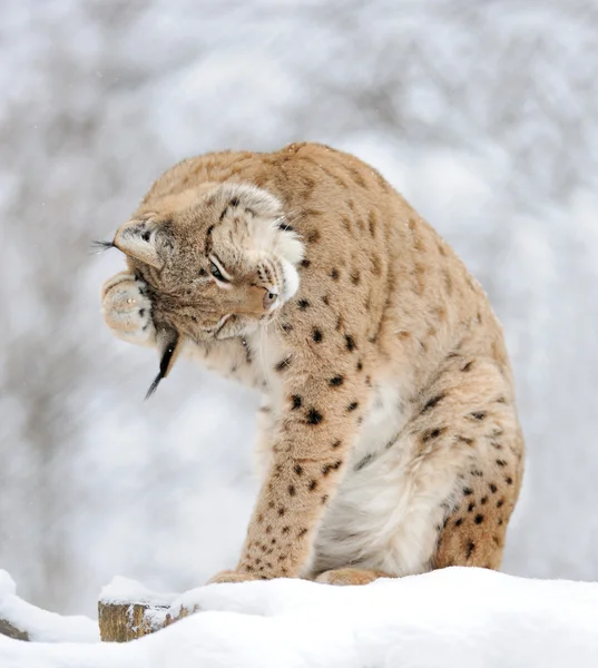 Lynx in inverno — Foto Stock