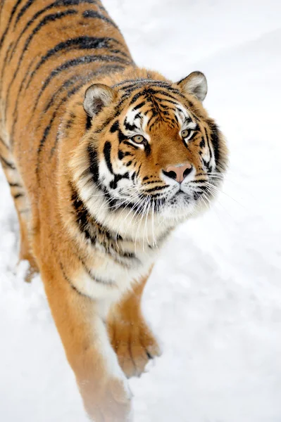 Тигр — стоковое фото