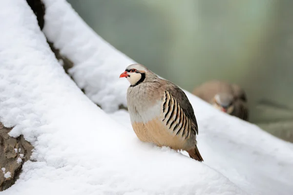 Partridge di musim dingin — Stok Foto