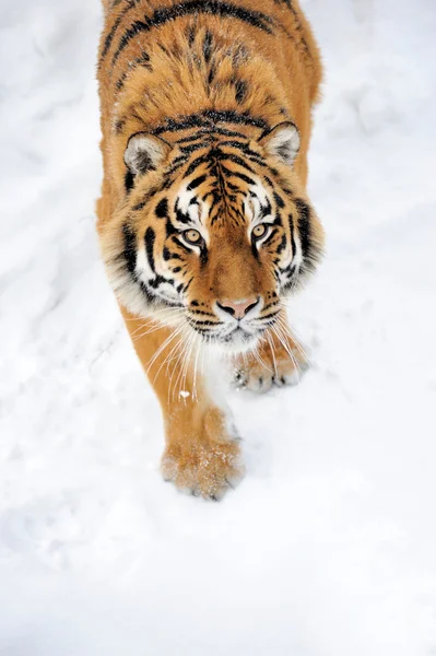Τίγρης — Φωτογραφία Αρχείου