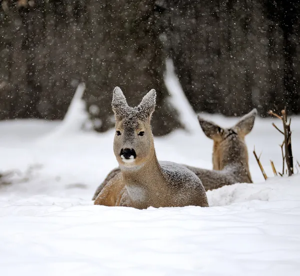 Rådjur i vinter — Stockfoto
