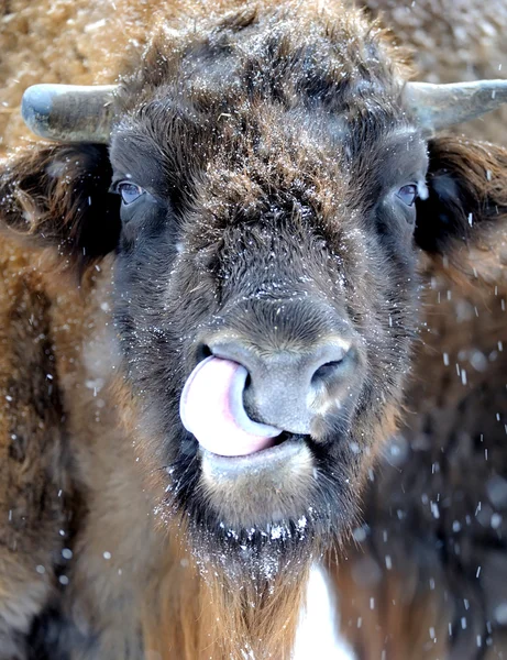 Bisonte en invierno —  Fotos de Stock