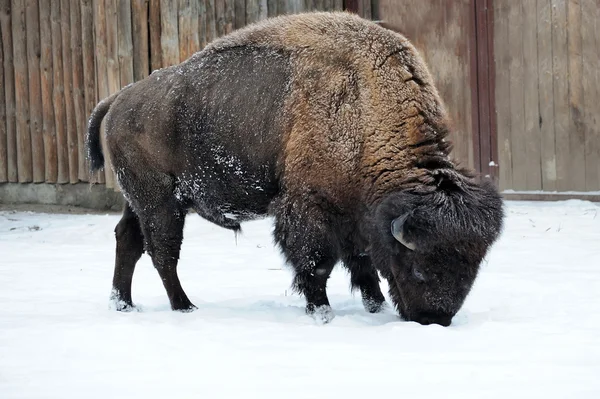 Bisonte en invierno —  Fotos de Stock