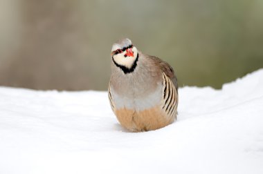 Partridge in winter clipart