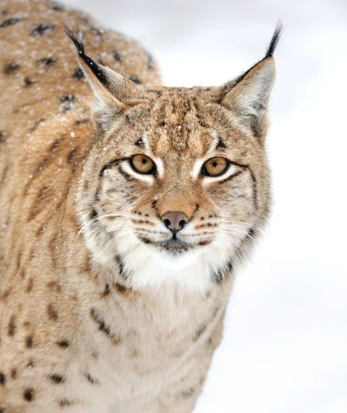 Lynx kış — Stok fotoğraf