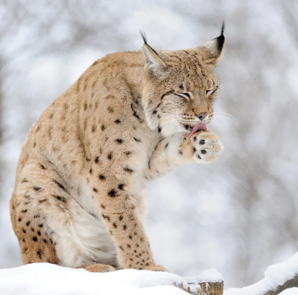 Lynx v zimě — Stock fotografie