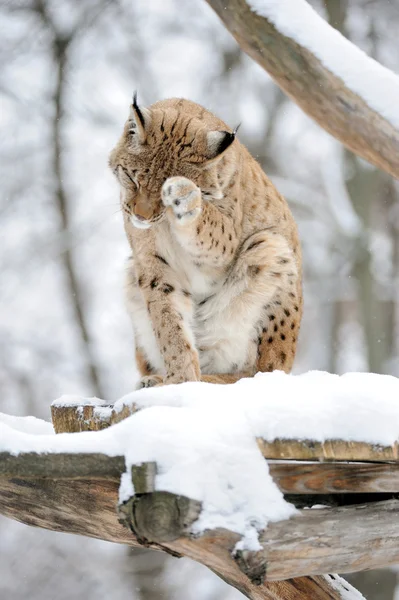 Lynx — Stockfoto
