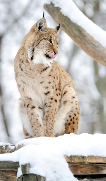 Lynx — Stock Photo, Image