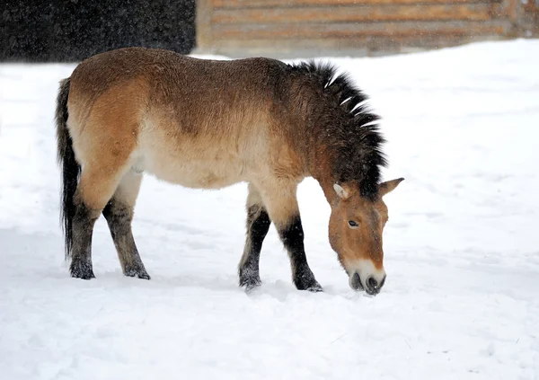 stock image Horse