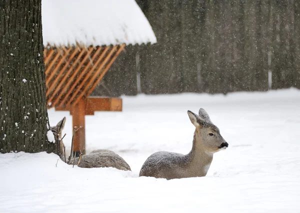 Jeunes cerfs en hiver — Photo