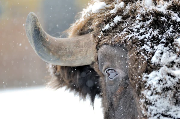 Bizon kış — Stok fotoğraf