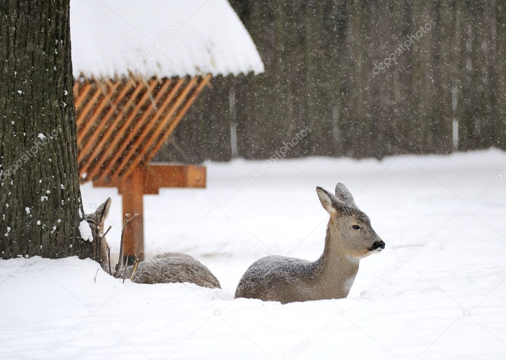 Young deer in winter