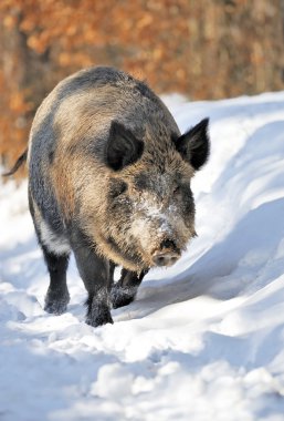 Wild boar clipart