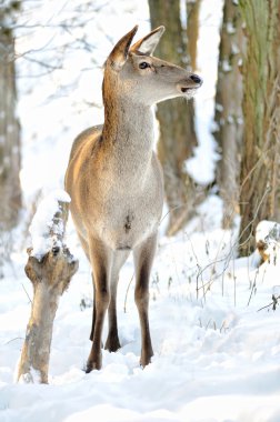 Deer in winter forest clipart