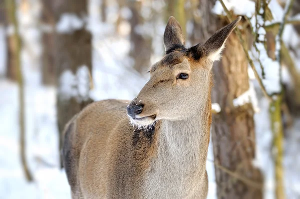 Veados na floresta de inverno — Fotografia de Stock