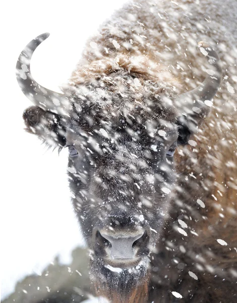 Bizon kış — Stok fotoğraf