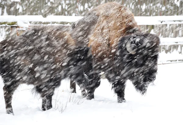 Bisonte en invierno —  Fotos de Stock