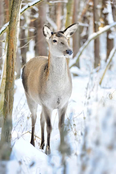 Veados na floresta de inverno — Fotografia de Stock