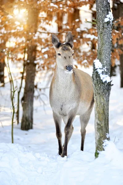 Олень в зимовому лісі — стокове фото