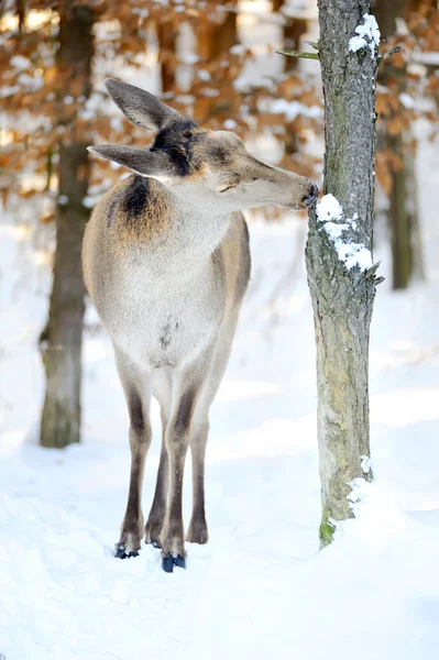 Cervo nella foresta invernale — Foto Stock