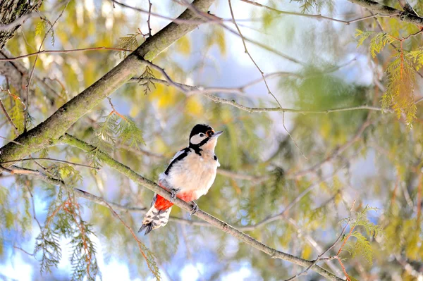 Gran pájaro carpintero manchado en un árbol —  Fotos de Stock
