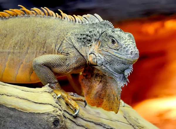 Iguana — Stok fotoğraf