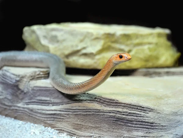 Змія — стокове фото