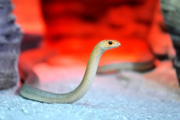 ヘビ — ストック写真