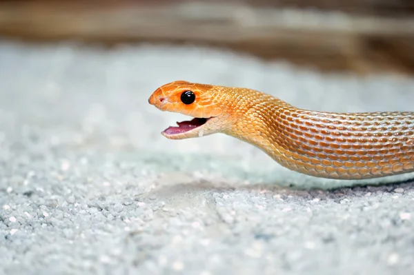 Змея — стоковое фото