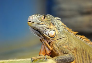 Iguana