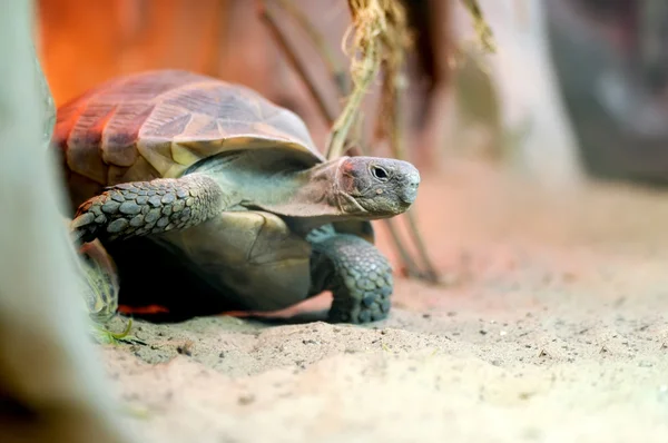 Stock image Tortoise