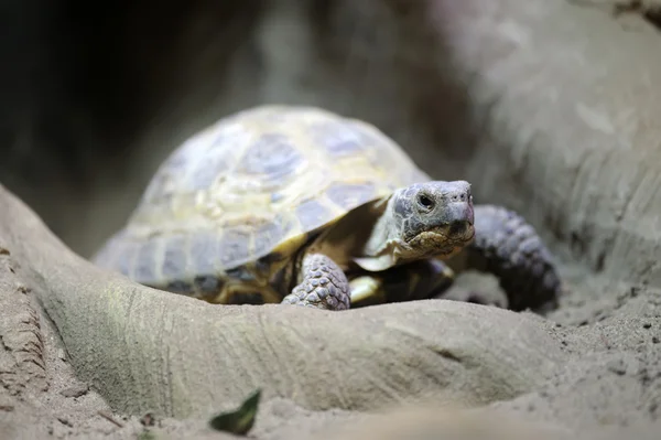 stock image Tortoise