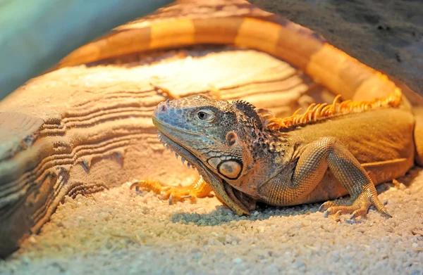 Iguana — Stockfoto