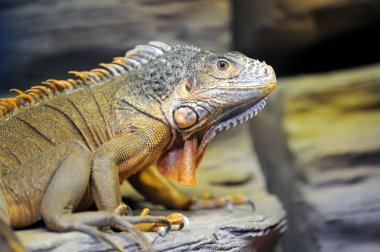 Iguana