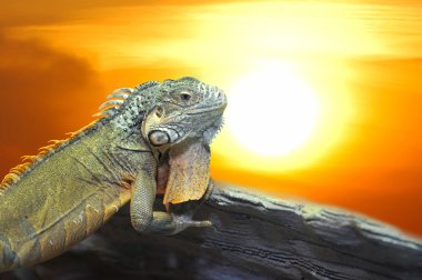 Iguana clipart