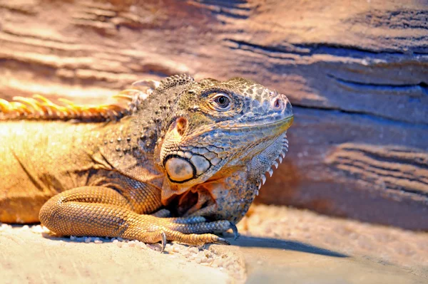 Iguana — Stockfoto