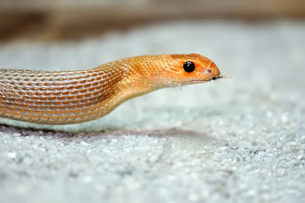 Wąż — Zdjęcie stockowe