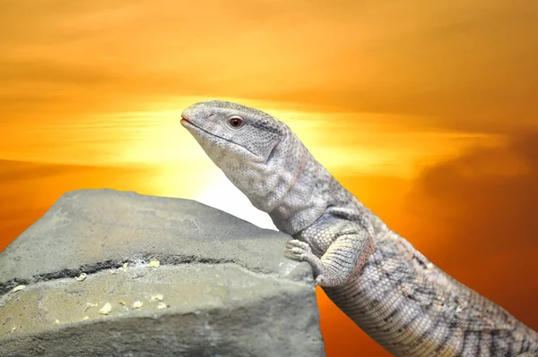 stock image Lizard