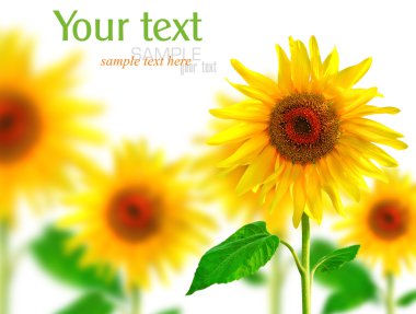 Sunflowers clipart