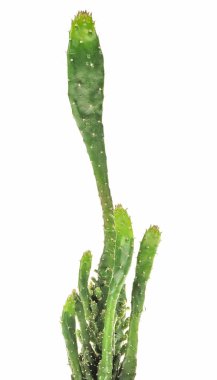 Cactus isolated on the white background clipart