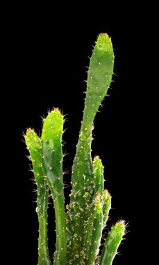 Cactus isolated on the black background clipart