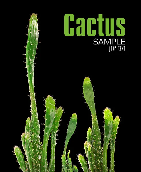 Cactus isolato sullo sfondo nero — Foto Stock