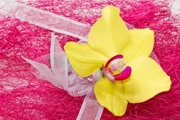 Orhid amarillo con cinta sobre fondo rosa —  Fotos de Stock
