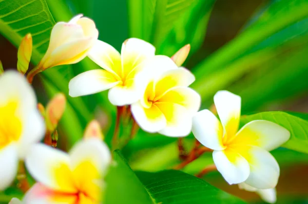 stock image White plumeria (frangipani)