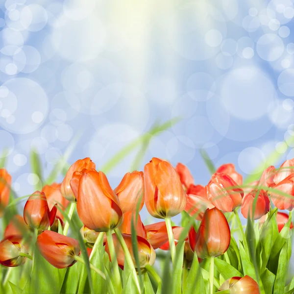 Blumen und Himmel — Stockfoto