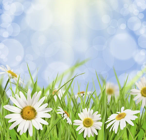 Květiny daisywheel — Stock fotografie