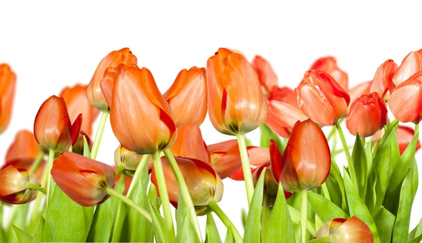 Blumen Tulpe — Stockfoto