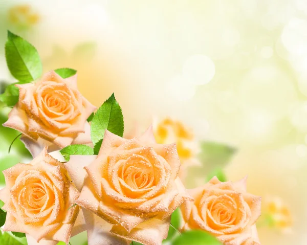 Flores Rosa — Fotografia de Stock